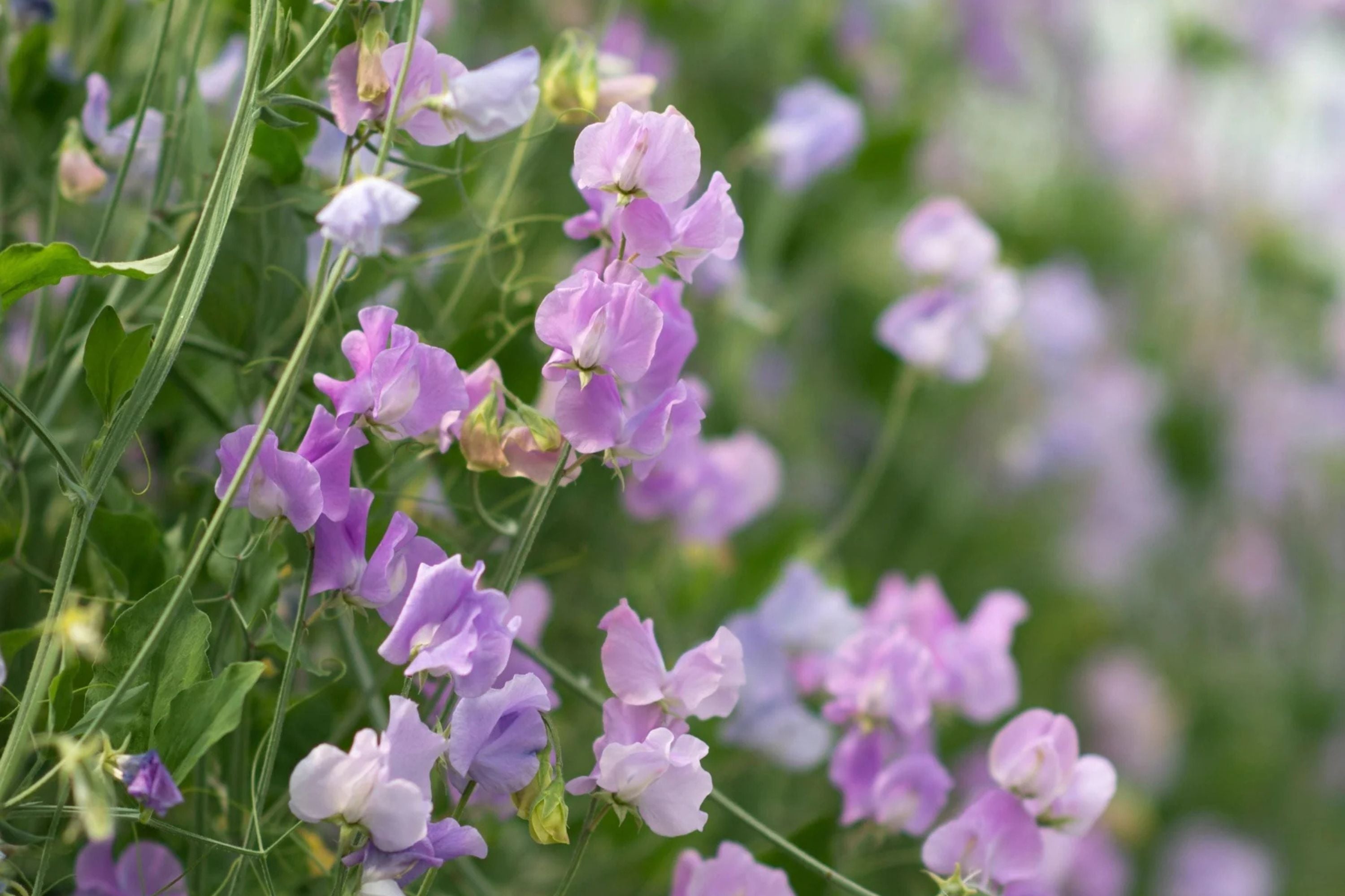Royal Lavender Sweet Pea Seeds | Fragrant Purple Blooms | Climbing Vine | Attracts Pollinators | 80 Days |