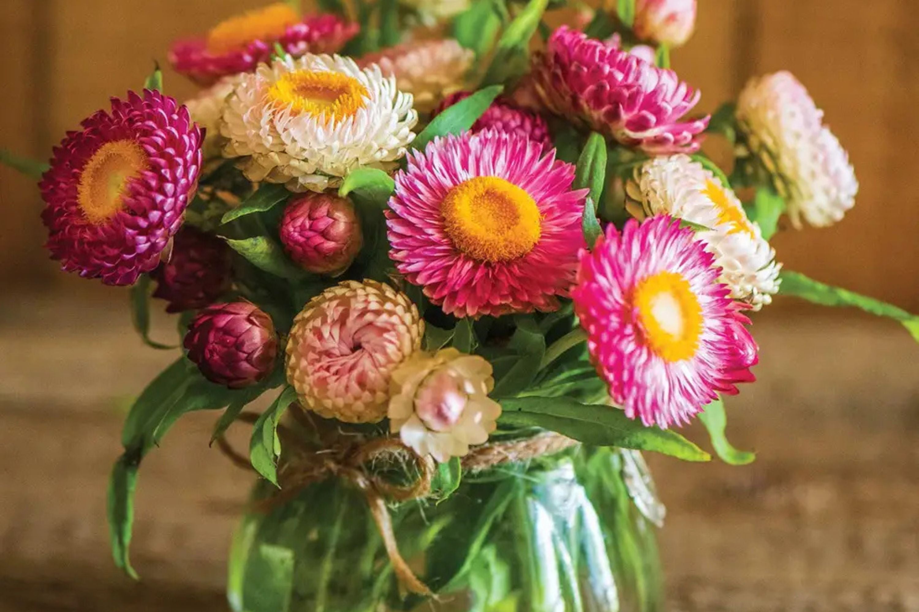 Tom Thumb Mix Strawflower Seeds | Dwarf Everlasting Blooms | Red, Yellow, Pink, White | Cut & Dried Flowers |
