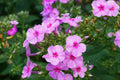 Brilliant Phlox Seeds | Pink Blooms with Dark Centers | Fragrant & Attracts Pollinators | 80 Days to Bloom |