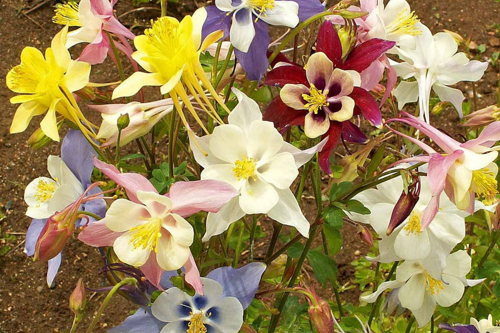 McKana Giant Mix Columbine Seeds | Red, White, Yellow, Purple | Attracts Hummingbirds | Perennial | 260 Days |