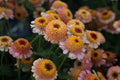 Zinderella Peach Zinnia Seeds - 100 Double Bloom Seeds - USA Grown -  - Cut Flower Garden - Butterfly Magnet - Heat Tolerant