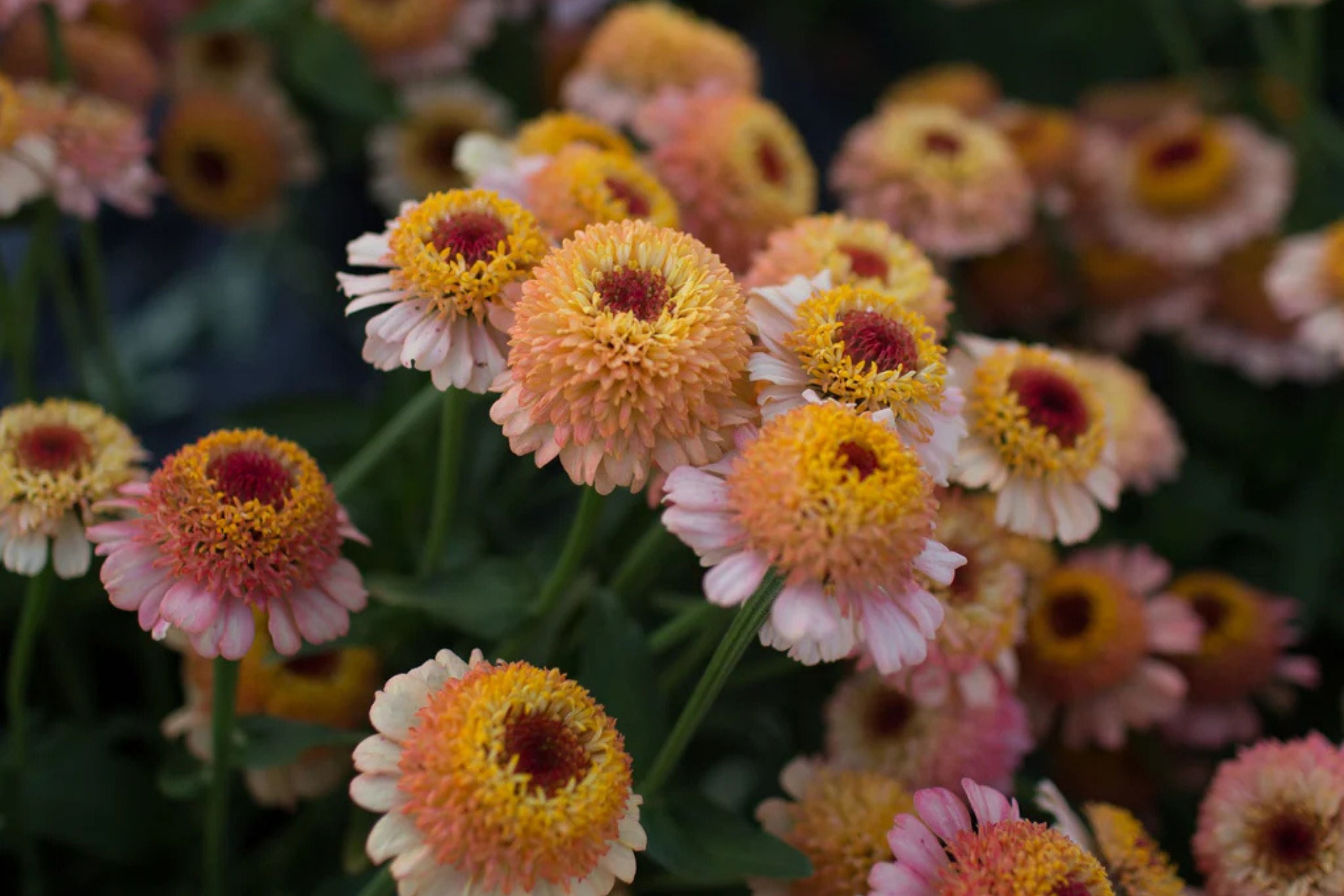 Zinderella Peach Zinnia Seeds - 100 Double Bloom Seeds - USA Grown -  - Cut Flower Garden - Butterfly Magnet - Heat Tolerant