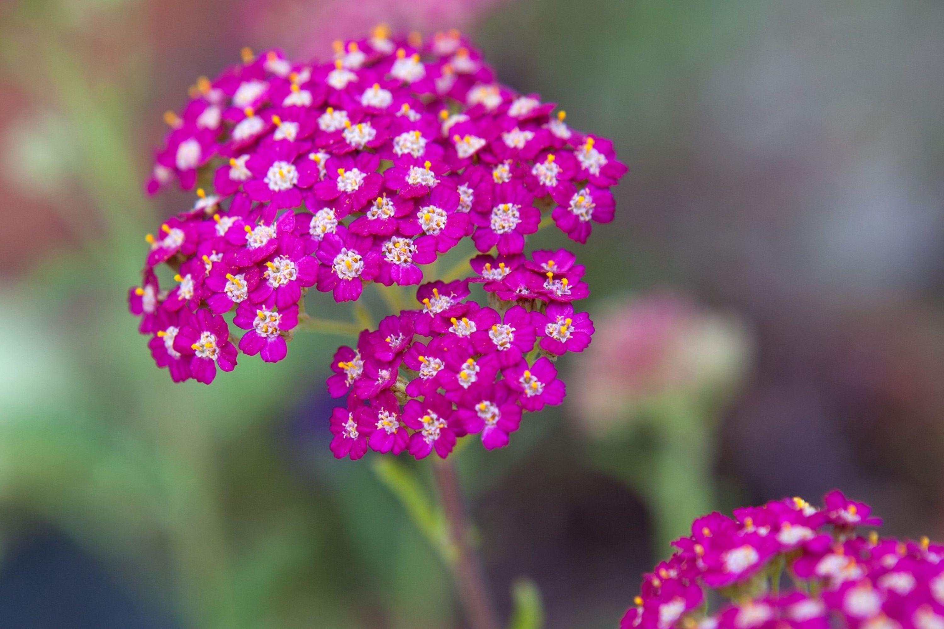 Cerise Queen Yarrow Seeds | Vibrant Pink Flowers | Drought Tolerant | Attracts Pollinators | Perennial | 85 Days