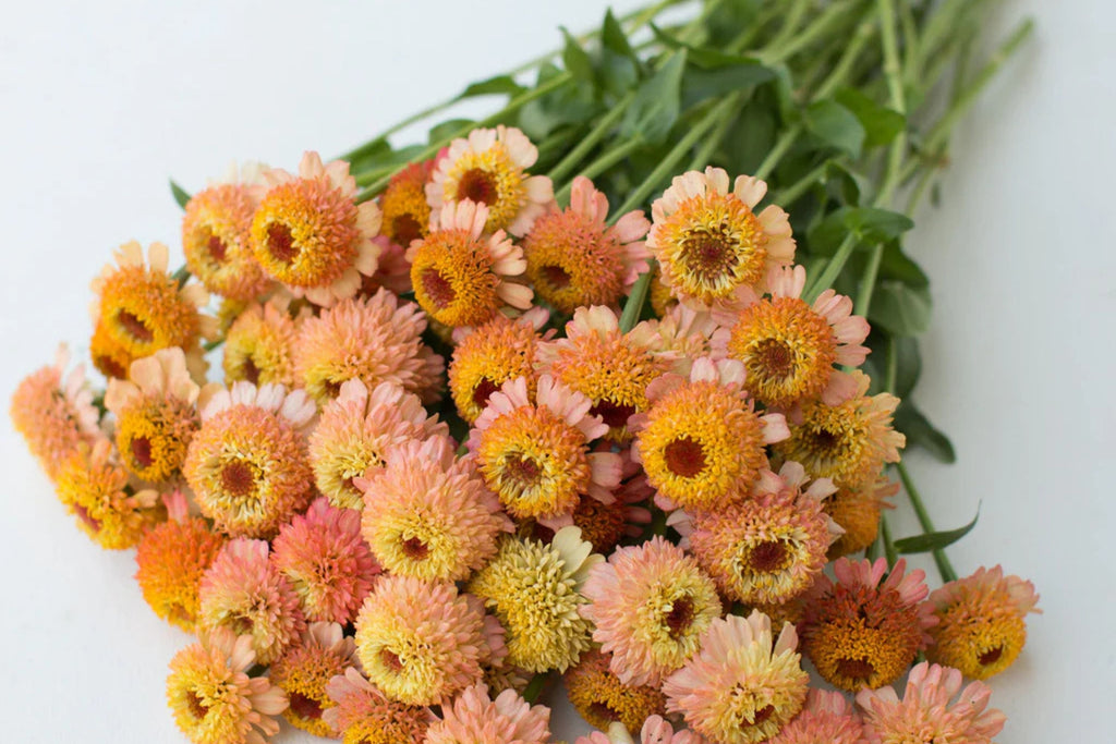 Zinderella Peach Zinnia Seeds - 100 Double Bloom Seeds - USA Grown -  - Cut Flower Garden - Butterfly Magnet - Heat Tolerant
