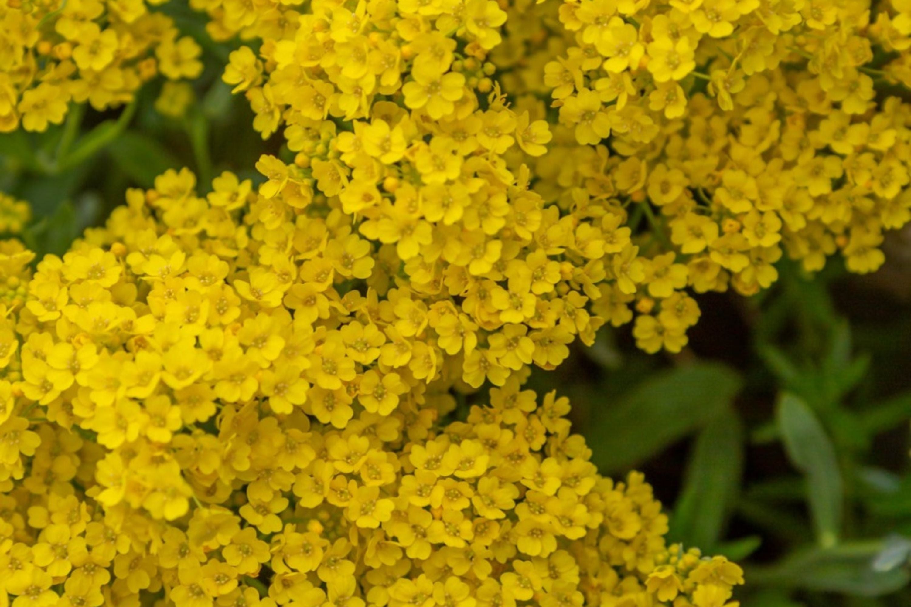 Basket Of Gold Alyssum Seeds, Aurinia saxatile, 8-12 Inches Tall, Golden Yellow Blooms, Groundcover, USDA Zones 3-9, Non-GMO