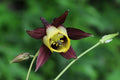 Oriental Columbine Seeds, Aquilegia oxysepala, 24-36 Inches Tall, Plum & Yellow Blooms, Attracts Pollinators, USDA Zones 3-9, Non-GMO