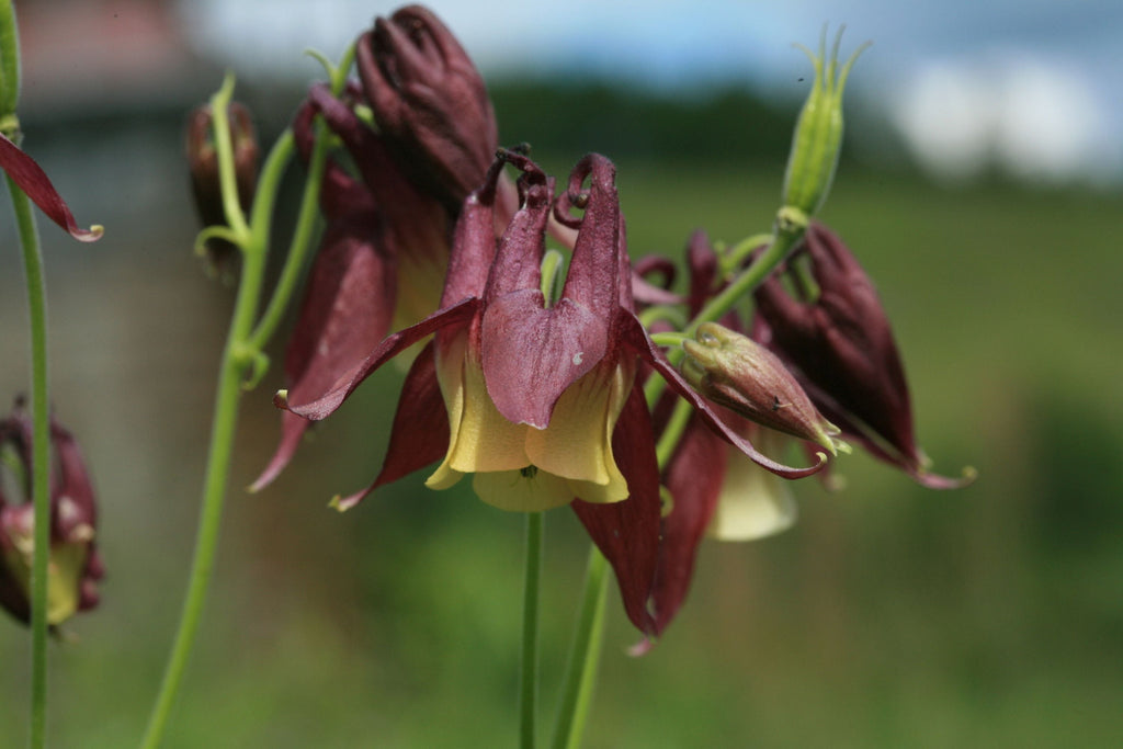 Oriental Columbine Seeds, Aquilegia oxysepala, 24-36 Inches Tall, Plum & Yellow Blooms, Attracts Pollinators, USDA Zones 3-9, Non-GMO