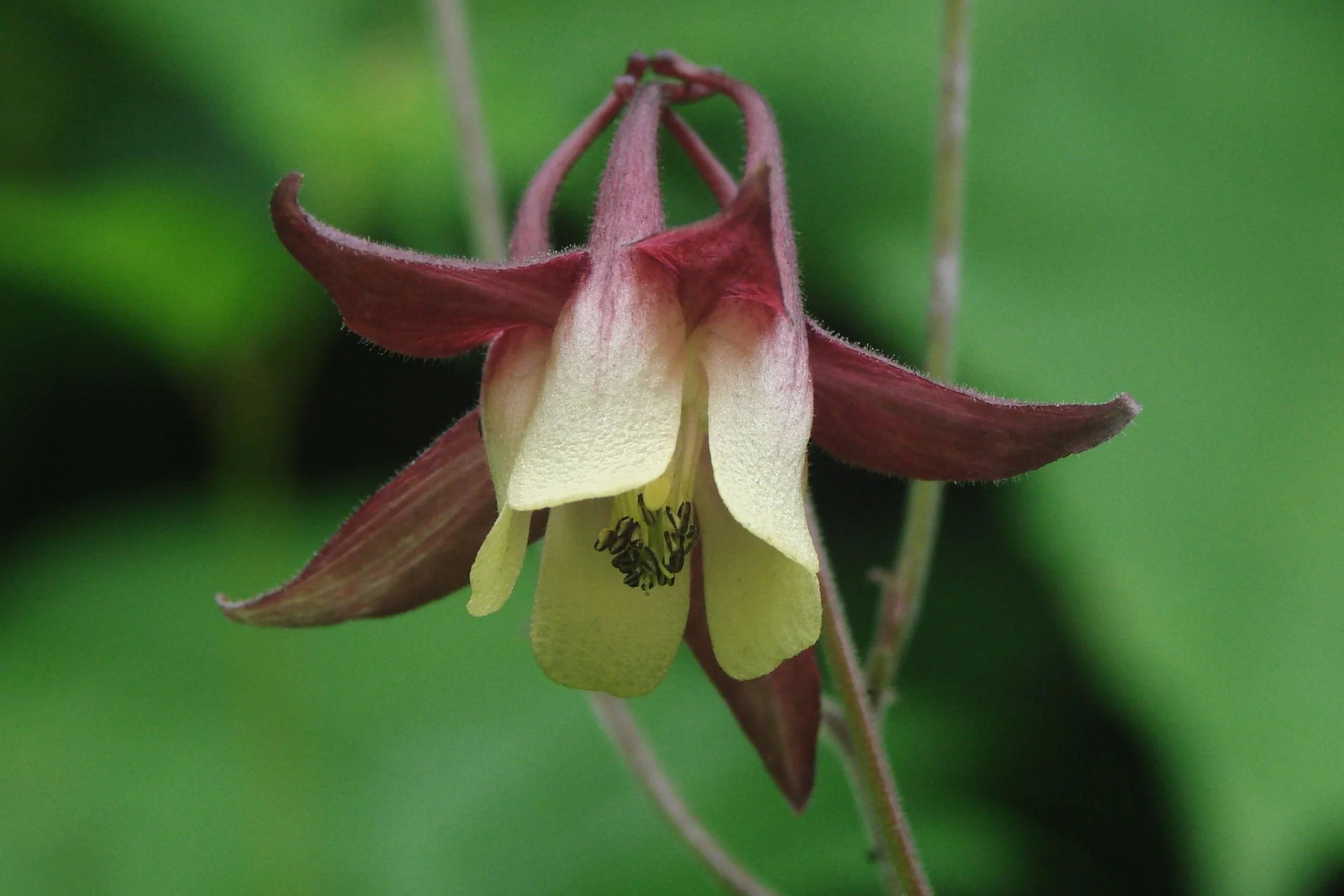 Oriental Columbine Seeds, Aquilegia oxysepala, 24-36 Inches Tall, Plum & Yellow Blooms, Attracts Pollinators, USDA Zones 3-9, Non-GMO
