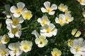 White Linen California Poppy Seeds, Eschscholzia californica, 10-15 Inches Tall, White Blooms, Drought Tolerant, USDA Zones 3-10, Non-GMO