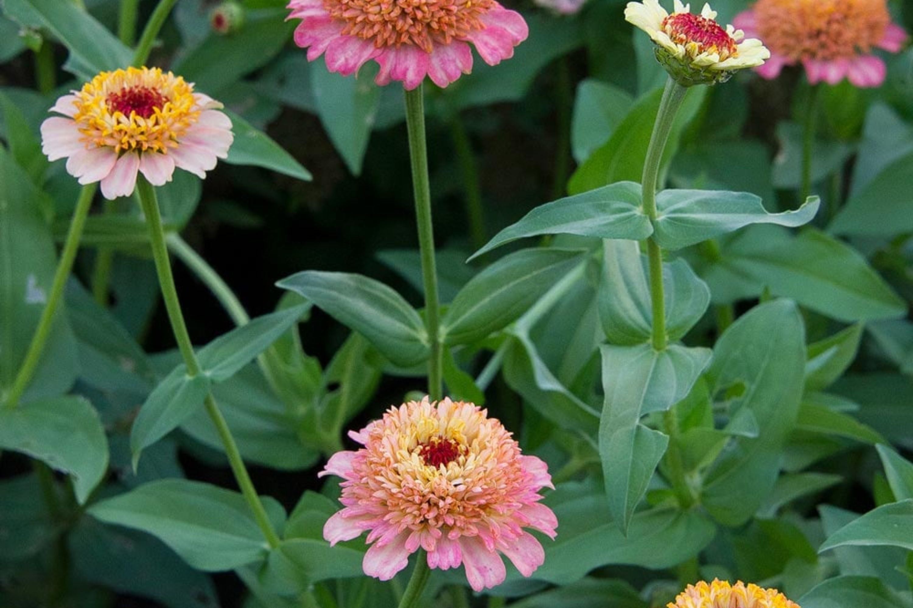 Zinderella Peach Zinnia Seeds - 100 Double Bloom Seeds - USA Grown -  - Cut Flower Garden - Butterfly Magnet - Heat Tolerant