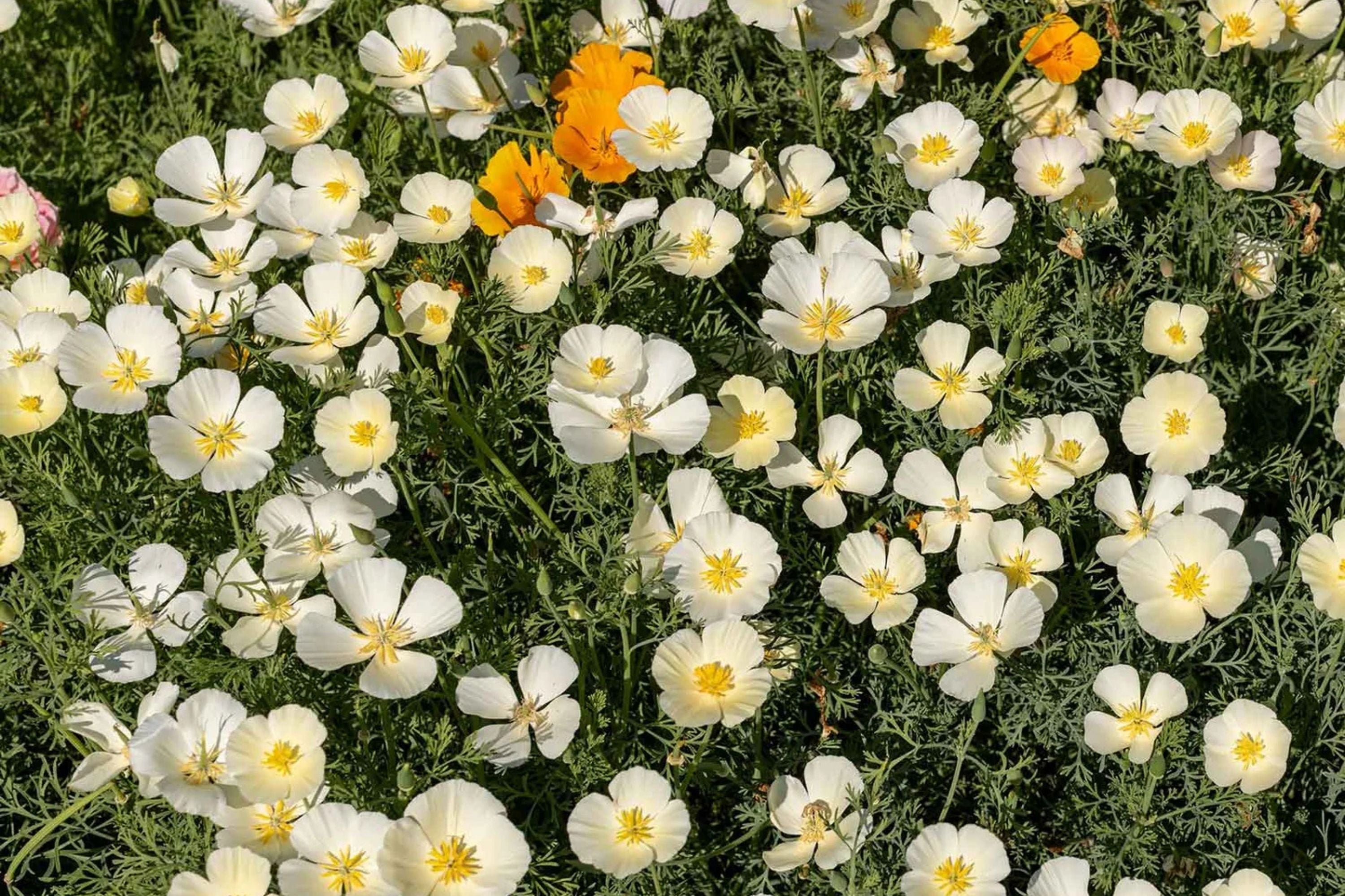 White Linen California Poppy Seeds, Eschscholzia californica, 10-15 Inches Tall, White Blooms, Drought Tolerant, USDA Zones 3-10, Non-GMO