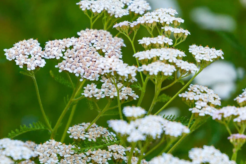 White Yarrow Seeds, Achillea millefolium, 12-36 Inches Tall, Fragrant White Blooms, Drought Tolerant, USDA Zones 3-9, Non-GMO