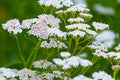 White Yarrow Seeds, Achillea millefolium, 12-36 Inches Tall, Fragrant White Blooms, Drought Tolerant, USDA Zones 3-9, Non-GMO