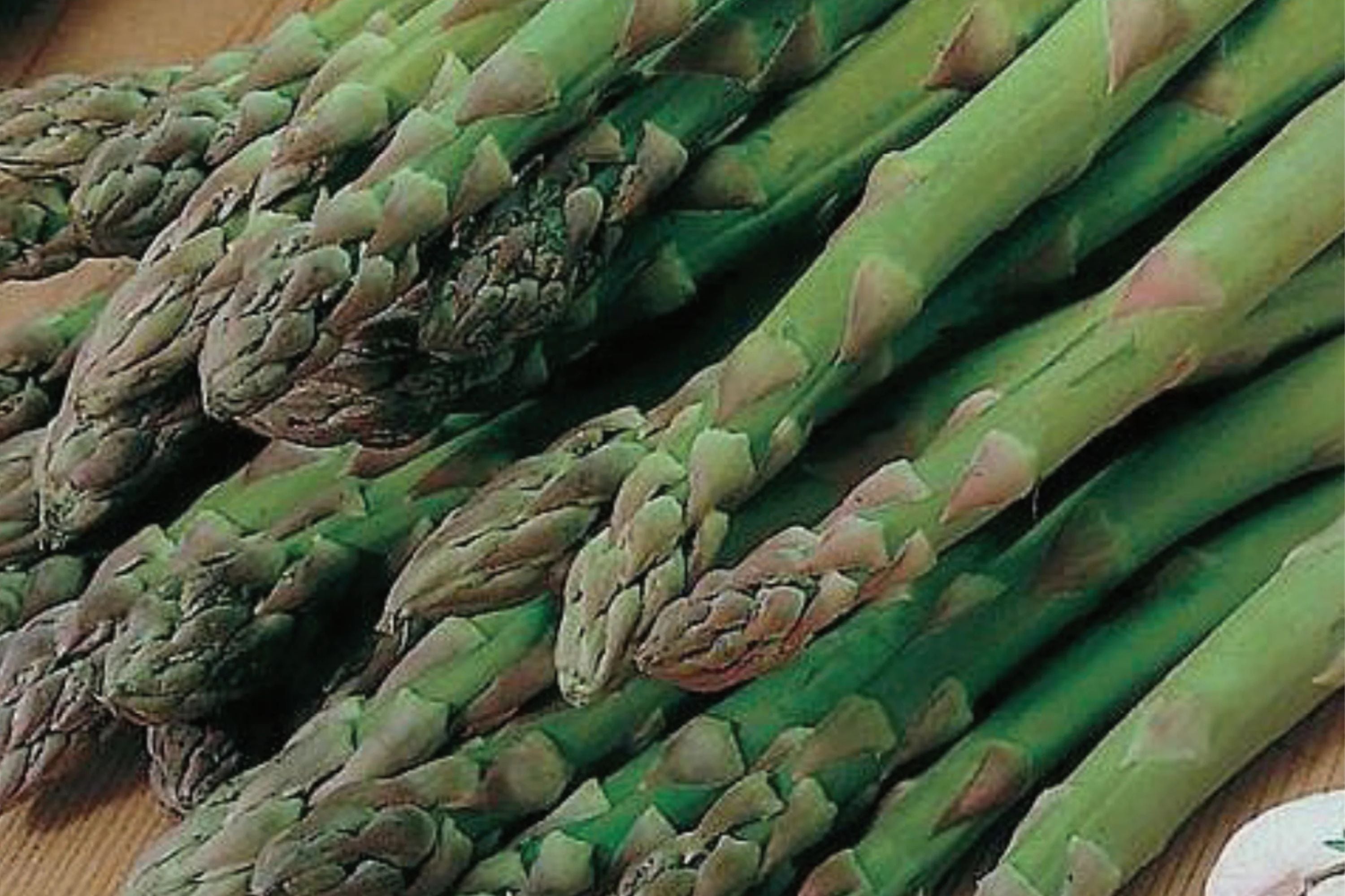 Asparagus Mary Washington 1 Gram Seeds - Heirloom Non-GMO Variety for Perennial Vegetable Gardening - Tender & Delicious Stalks