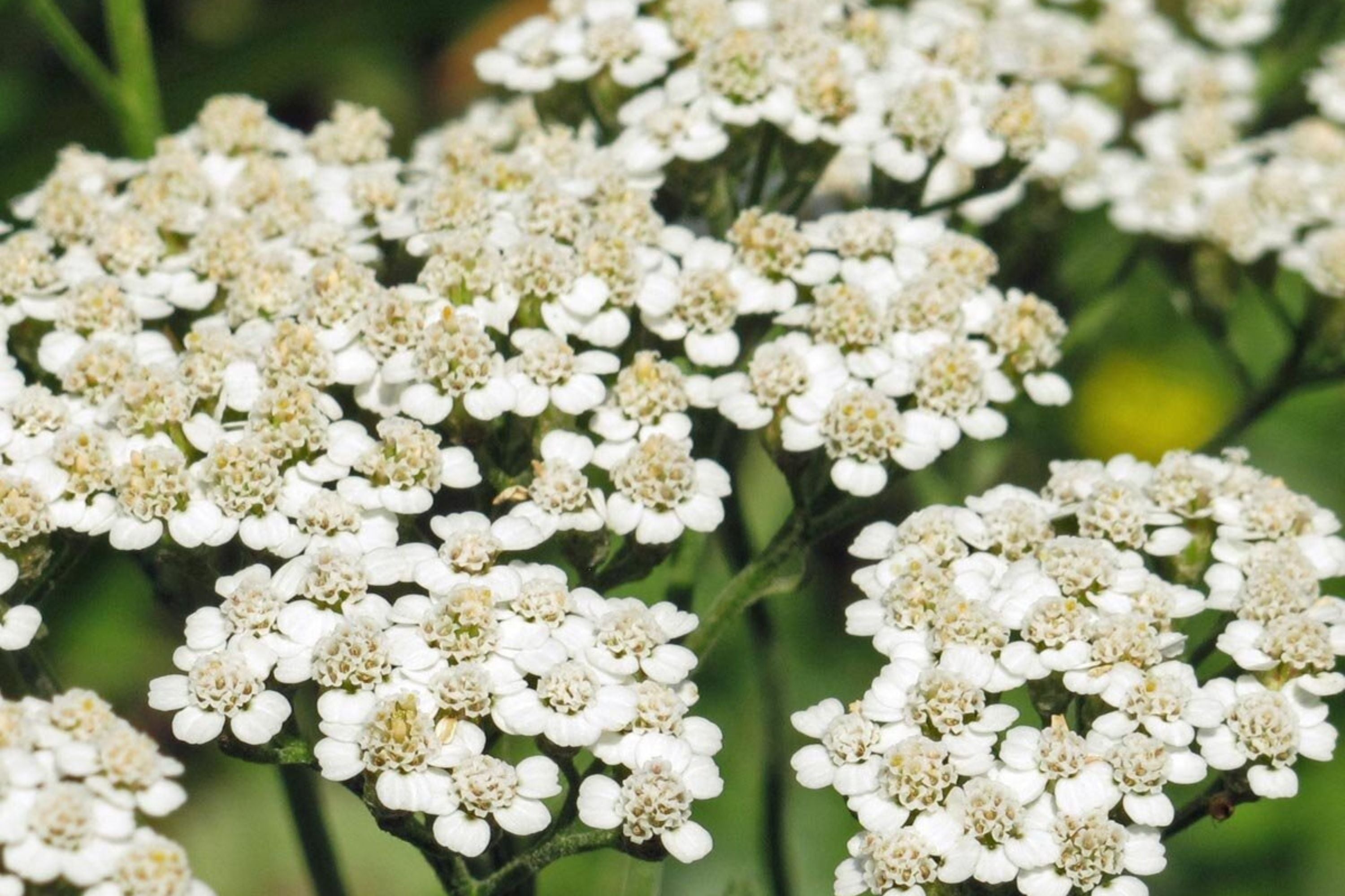 White Yarrow Seeds, Achillea millefolium, 12-36 Inches Tall, Fragrant White Blooms, Drought Tolerant, USDA Zones 3-9, Non-GMO