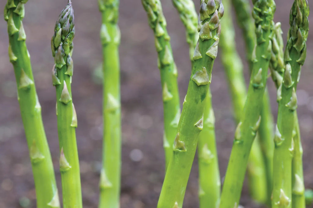 Asparagus Mary Washington 1 Gram Seeds - Heirloom Non-GMO Variety for Perennial Vegetable Gardening - Tender & Delicious Stalks