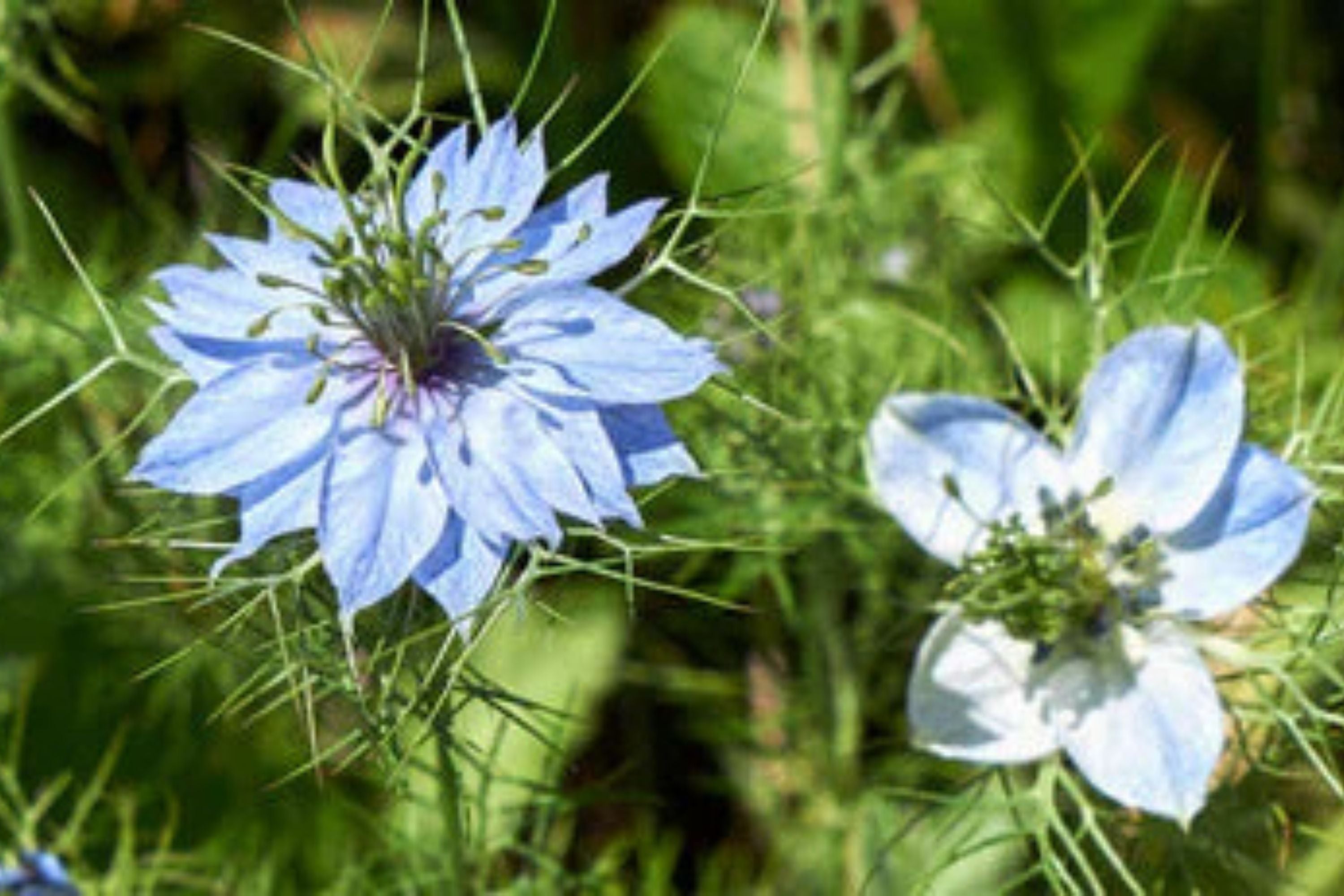 Black Cumin Seeds, Nigella sativa, Heirloom, Culinary Herb, 8-12 Inches Tall, USDA Zones 3-9, Non-GMO