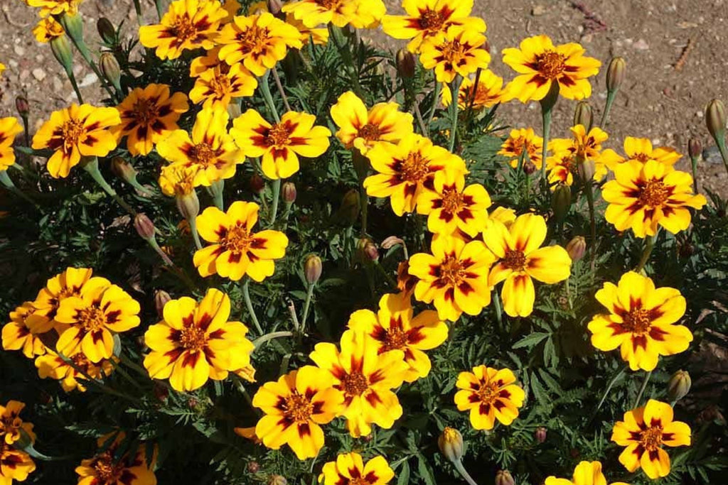 Dainty Marietta Dwarf Marigold Seeds, Tagetes patula, 10 Inches Tall, Yellow & Red Blooms, Pest Repellent, USDA Zones 1-10, Non-GMO