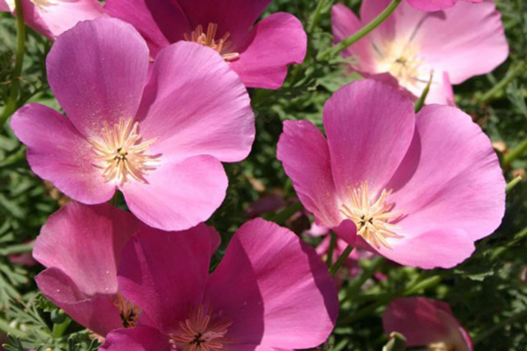 Purple Gleam California Poppy Seeds, Eschscholzia californica, Pink & Lavender Blooms, Drought Tolerant, USDA Zones 3-10, Non-GMO