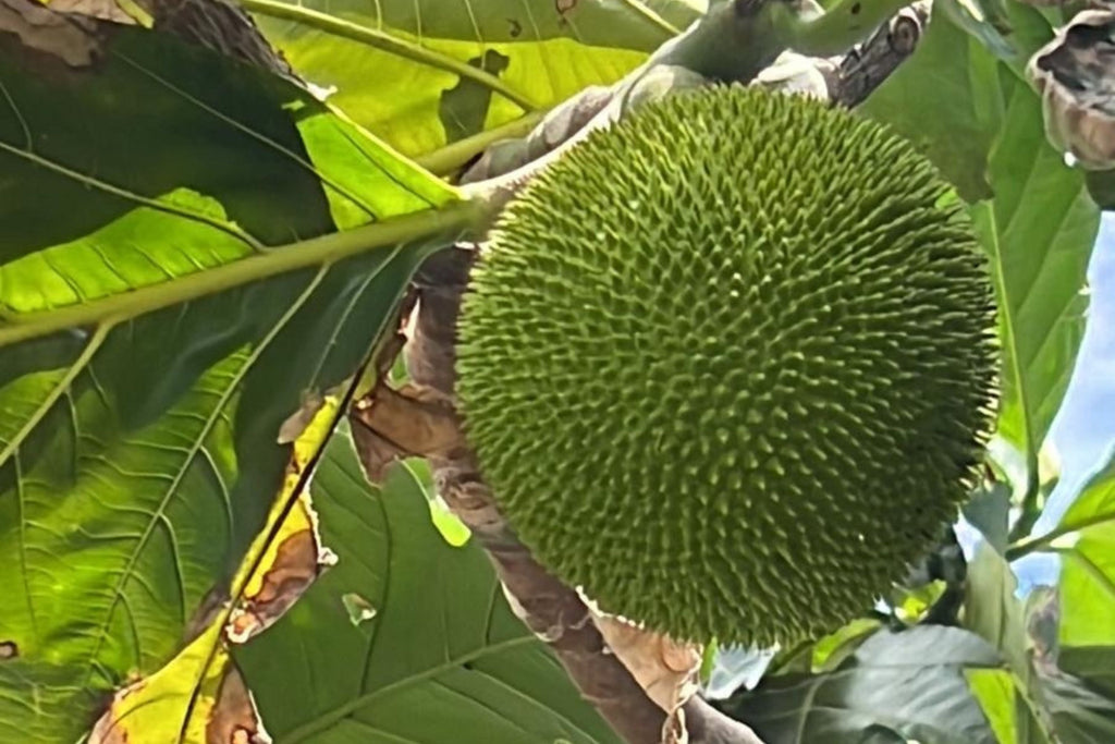 20 Breadfruit Seeds (Artocarpus camansi) - Kluwih Tropical Fruit Seeds for Planting - Grow Nutritious, Exotic Trees for Garden & Orchard