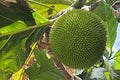 20 Breadfruit Seeds (Artocarpus camansi) - Kluwih Tropical Fruit Seeds for Planting - Grow Nutritious, Exotic Trees for Garden & Orchard