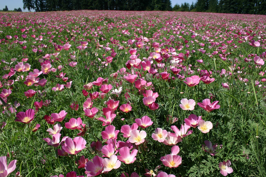 Purple Gleam California Poppy Seeds, Eschscholzia californica, Pink & Lavender Blooms, Drought Tolerant, USDA Zones 3-10, Non-GMO