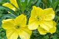 Missouri Yellow Primrose Seeds, 8-12 Inches Tall, Cheerful Yellow Blooms, Drought Tolerant, USDA Zones 4-9, Non-GMO