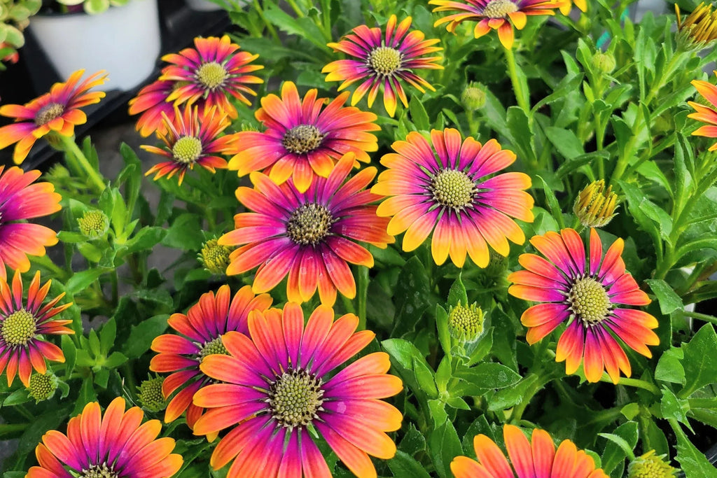Purple & Yellow Cape Daisy Seeds - 200 Osteospermum Seeds - USA Grown -  - Bicolor Blooms - Drought Tolerant - Butterfly Garden