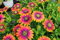 Purple & Yellow Cape Daisy Seeds - 200 Osteospermum Seeds - USA Grown -  - Bicolor Blooms - Drought Tolerant - Butterfly Garden