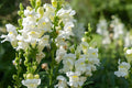 Snowflake Snapdragon Seeds, Antirrhinum majus, 30-36 Inches Tall, Pure White Blooms, Attracts Pollinators, USDA Zones 3-9, Non-GMO