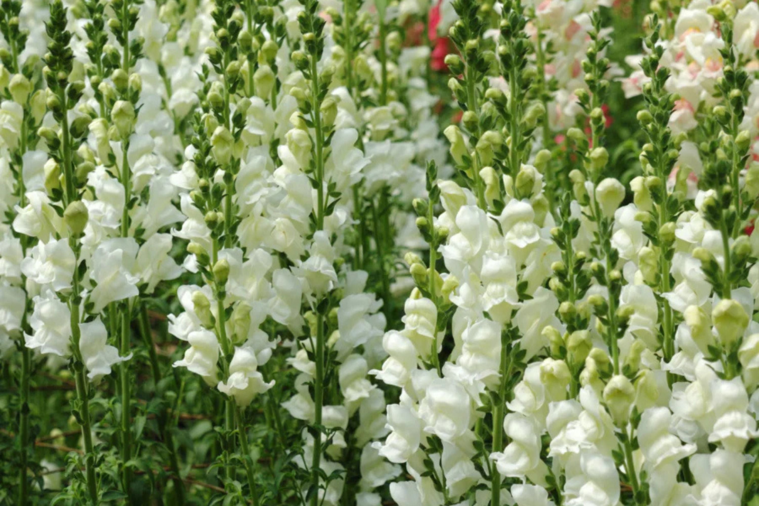 Snowflake Snapdragon Seeds, Antirrhinum majus, 30-36 Inches Tall, Pure White Blooms, Attracts Pollinators, USDA Zones 3-9, Non-GMO