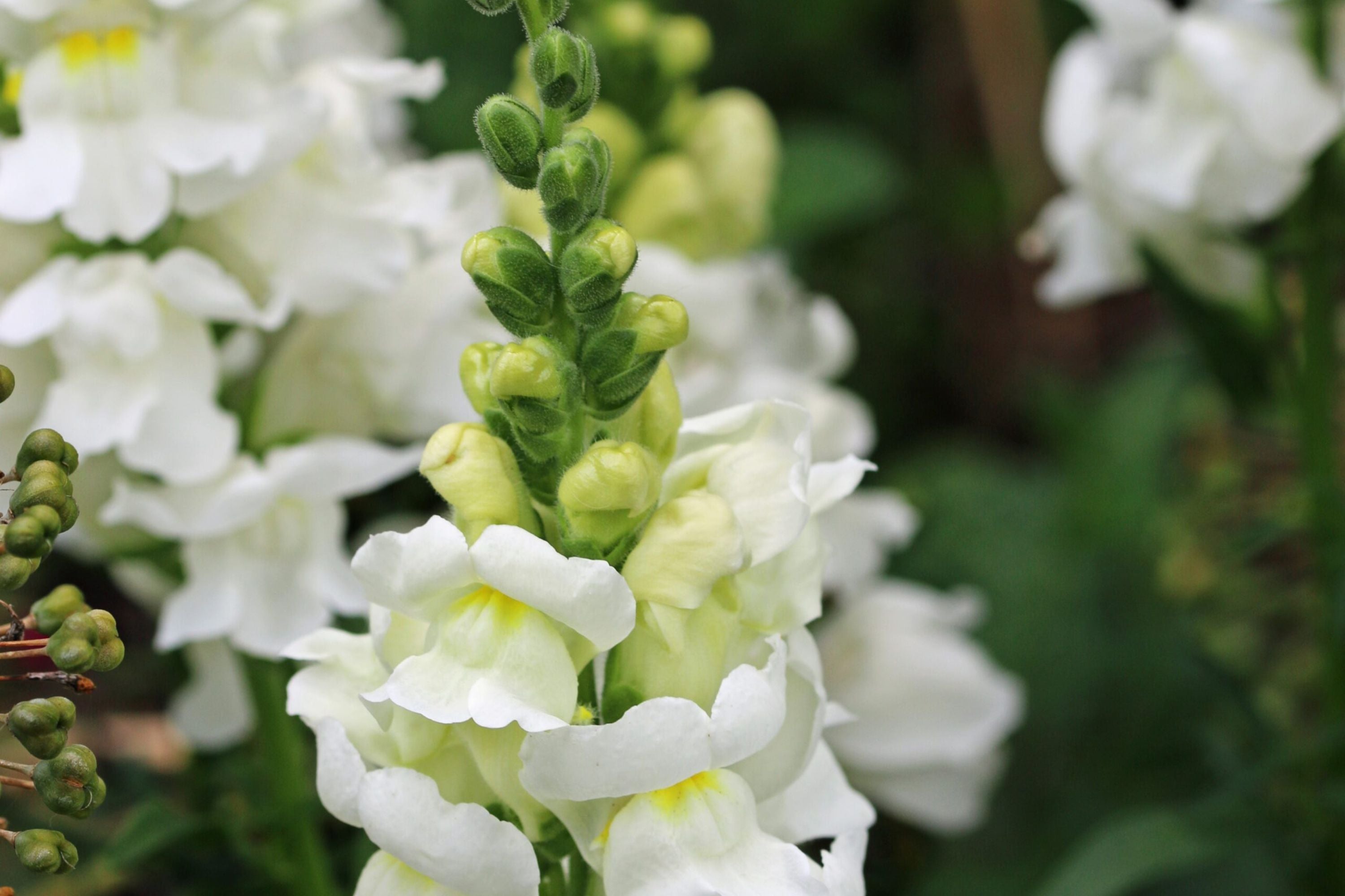 Snowflake Snapdragon Seeds, Antirrhinum majus, 30-36 Inches Tall, Pure White Blooms, Attracts Pollinators, USDA Zones 3-9, Non-GMO