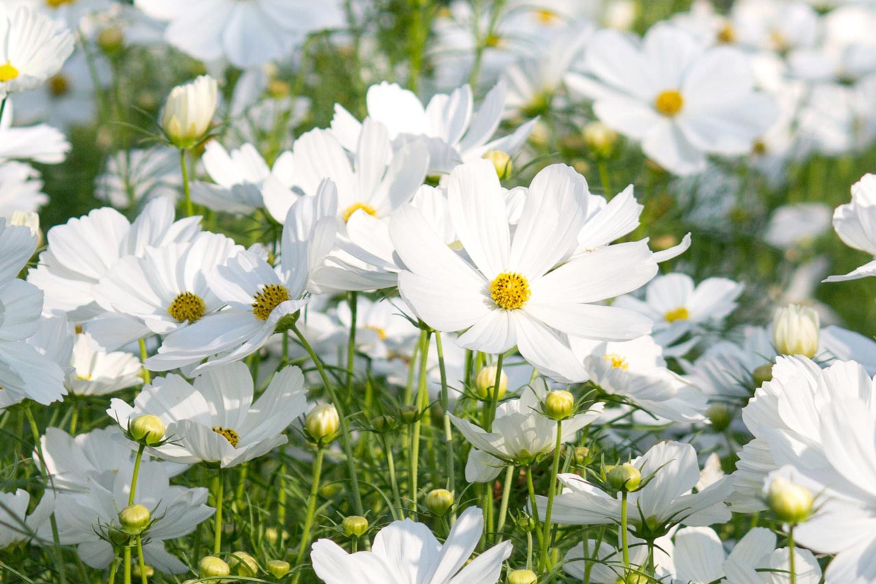 Purity Cosmos Seeds, Cosmos bipinnatus, 3-5 Feet Tall, Pure White Blooms, Fast Growing, USDA Zones 2-10, Non-GMO