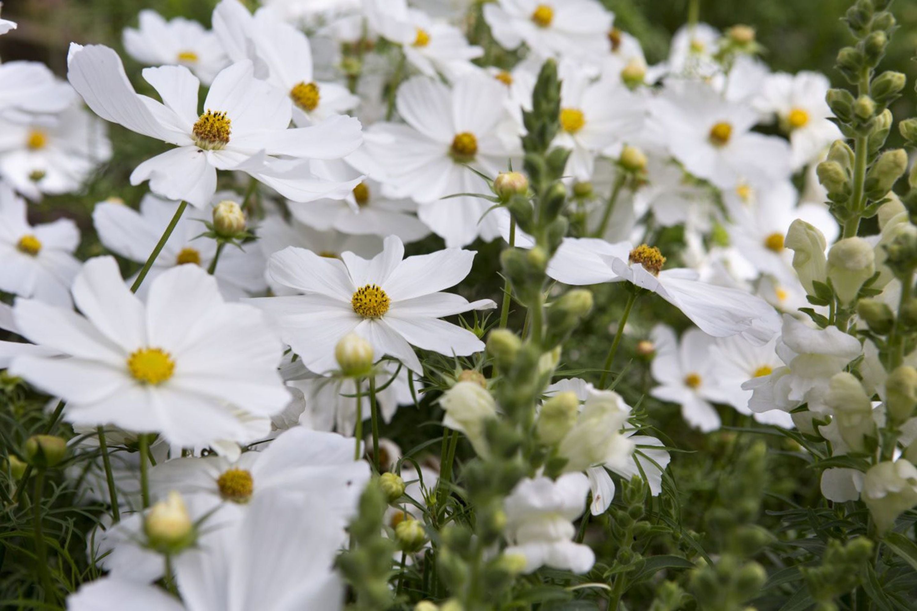 Purity Cosmos Seeds, Cosmos bipinnatus, 3-5 Feet Tall, Pure White Blooms, Fast Growing, USDA Zones 2-10, Non-GMO