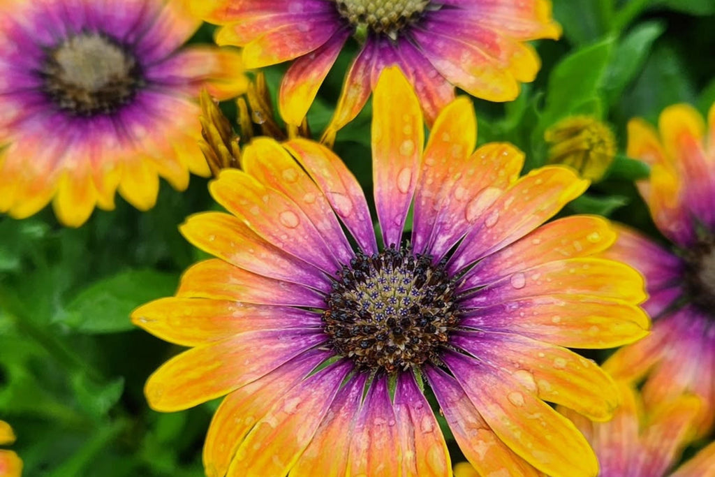 Purple & Yellow Cape Daisy Seeds - 200 Osteospermum Seeds - USA Grown -  - Bicolor Blooms - Drought Tolerant - Butterfly Garden
