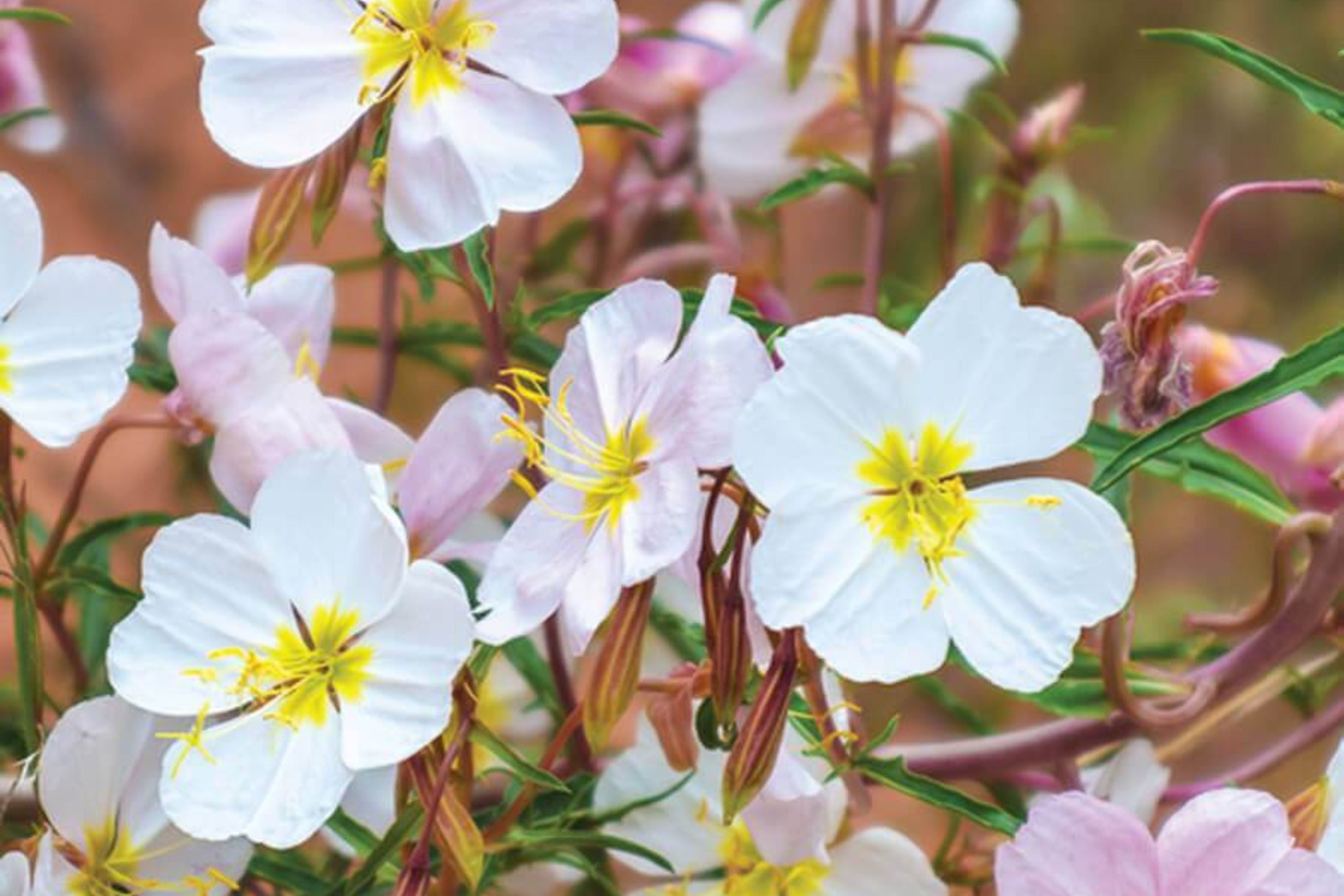 Pale Evening Primrose Seeds, Oenothera pallida, 8-20 Inches Tall, White to Pale Pink Blooms, Fragrant, USDA Zones 4-9, Non-GMO