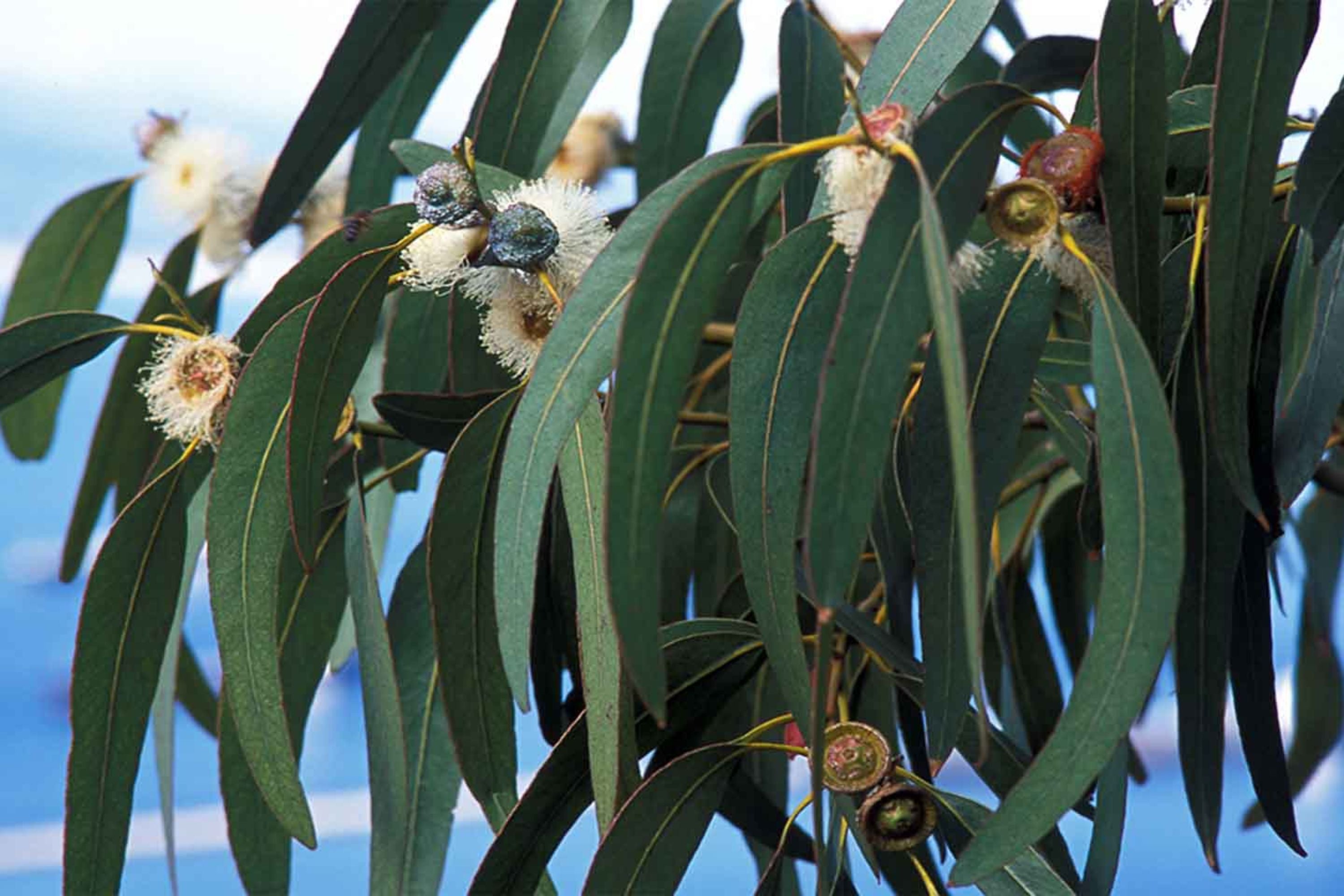 Blue Gum Eucalyptus Starter Plant (Eucalyptus globulus) - Live Plant 2′-3′ Tall - Aromatic Tree for Garden, Landscaping, & Essential Oils