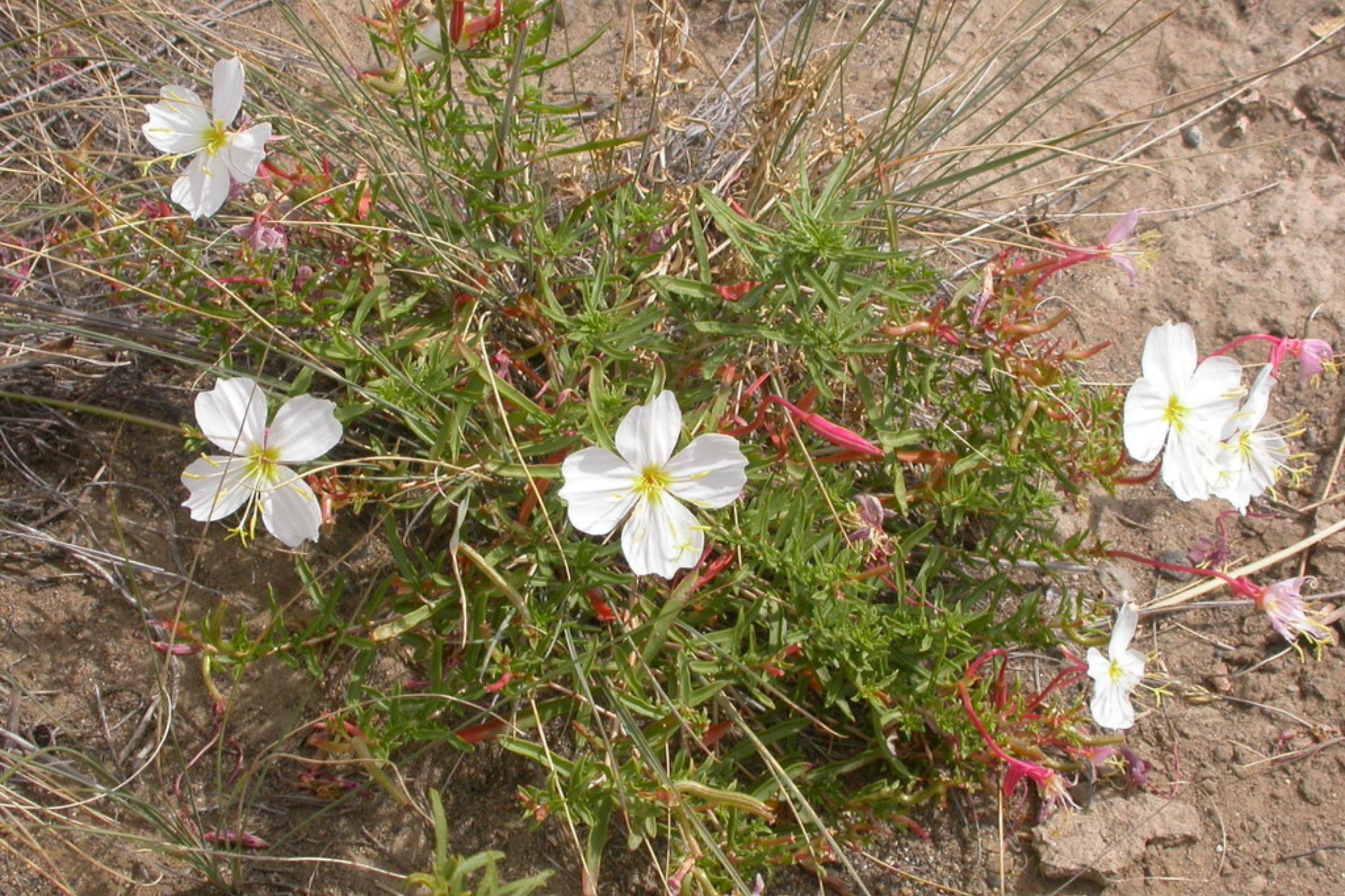 Pale Evening Primrose Seeds, Oenothera pallida, 8-20 Inches Tall, White to Pale Pink Blooms, Fragrant, USDA Zones 4-9, Non-GMO