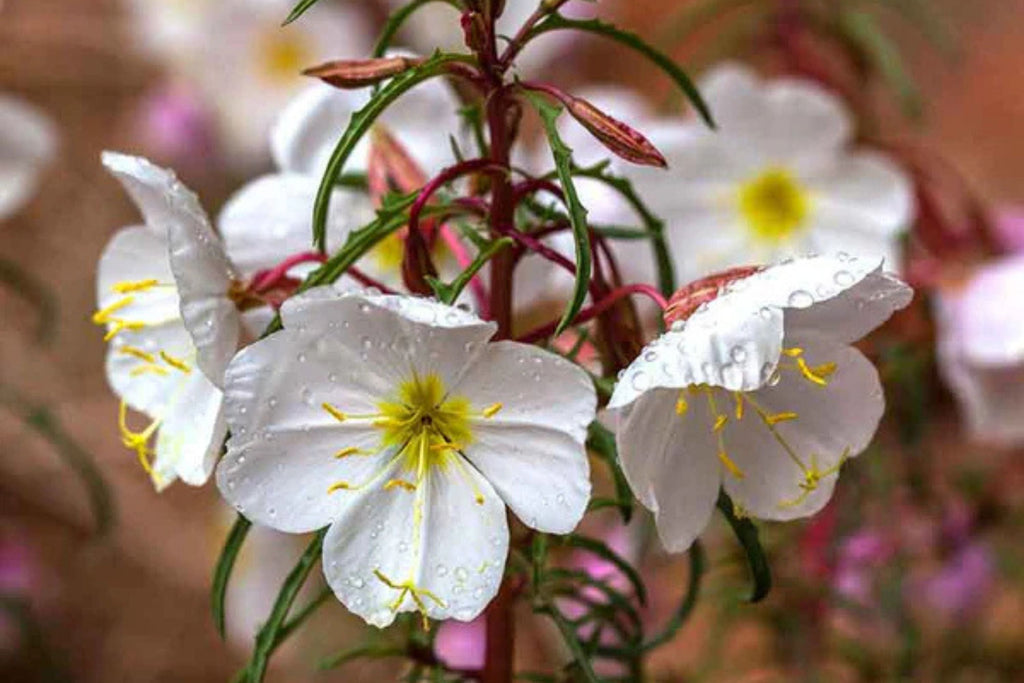 Pale Evening Primrose Seeds, Oenothera pallida, 8-20 Inches Tall, White to Pale Pink Blooms, Fragrant, USDA Zones 4-9, Non-GMO