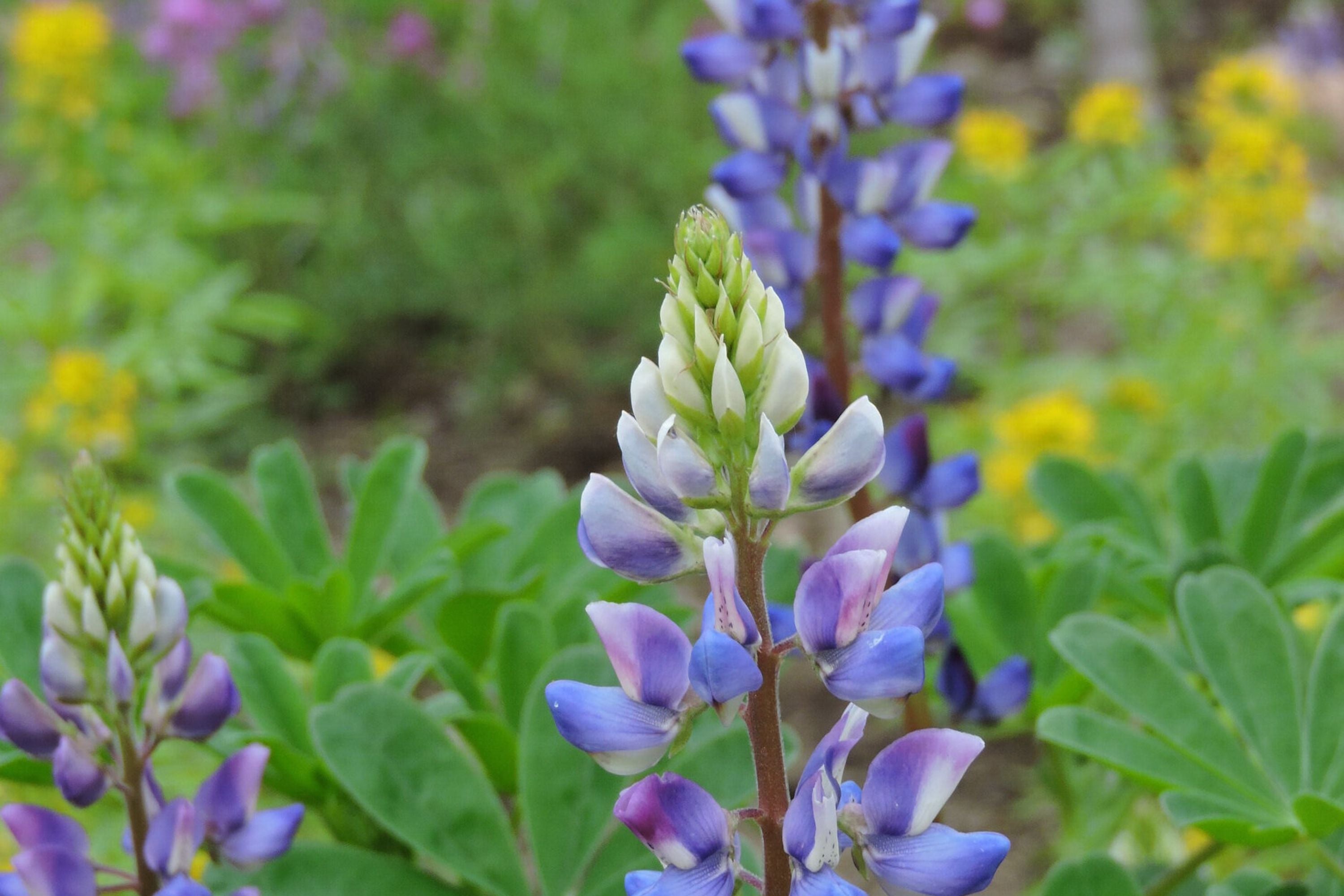 Arroyo Lupine Seeds, Lupinus succulentus, 24-48 Inches Tall, Purple-Blue & White Blooms, Drought Tolerant, USDA Zones 3-9, Non-GMO