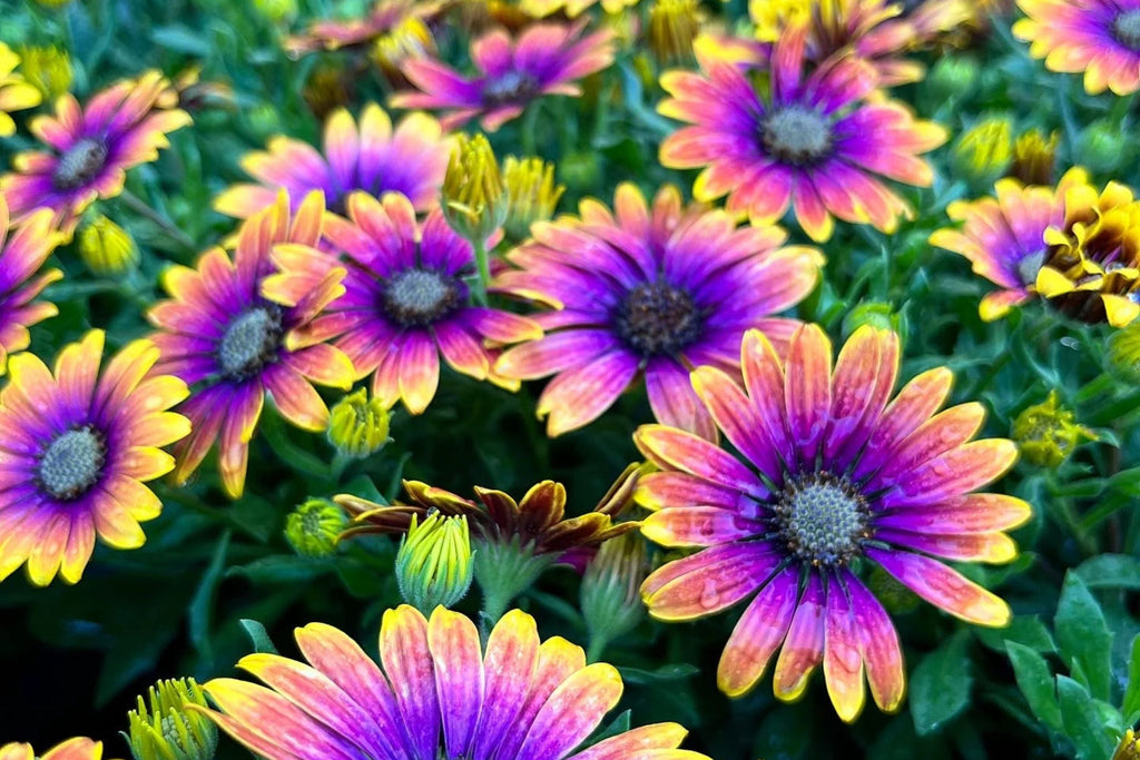 Purple & Yellow Cape Daisy Seeds - 200 Osteospermum Seeds - USA Grown -  - Bicolor Blooms - Drought Tolerant - Butterfly Garden