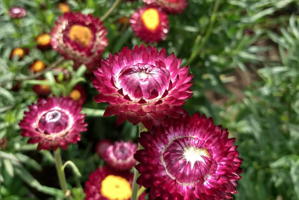 Purple Red Strawflower Seeds, Helichrysum bracteatum, 24-40 Inches Tall, Everlasting Blooms, Cut & Dried Flowers, USDA Zones 2-10, Non-GMO