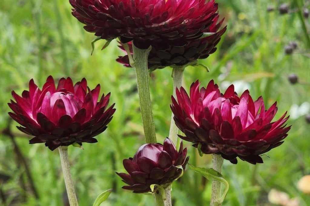 Purple Red Strawflower Seeds, Helichrysum bracteatum, 24-40 Inches Tall, Everlasting Blooms, Cut & Dried Flowers, USDA Zones 2-10, Non-GMO