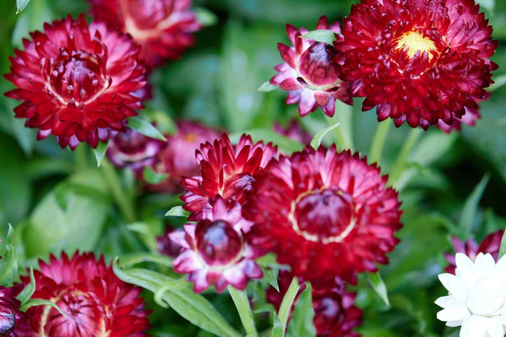 Purple Red Strawflower Seeds, Helichrysum bracteatum, 24-40 Inches Tall, Everlasting Blooms, Cut & Dried Flowers, USDA Zones 2-10, Non-GMO