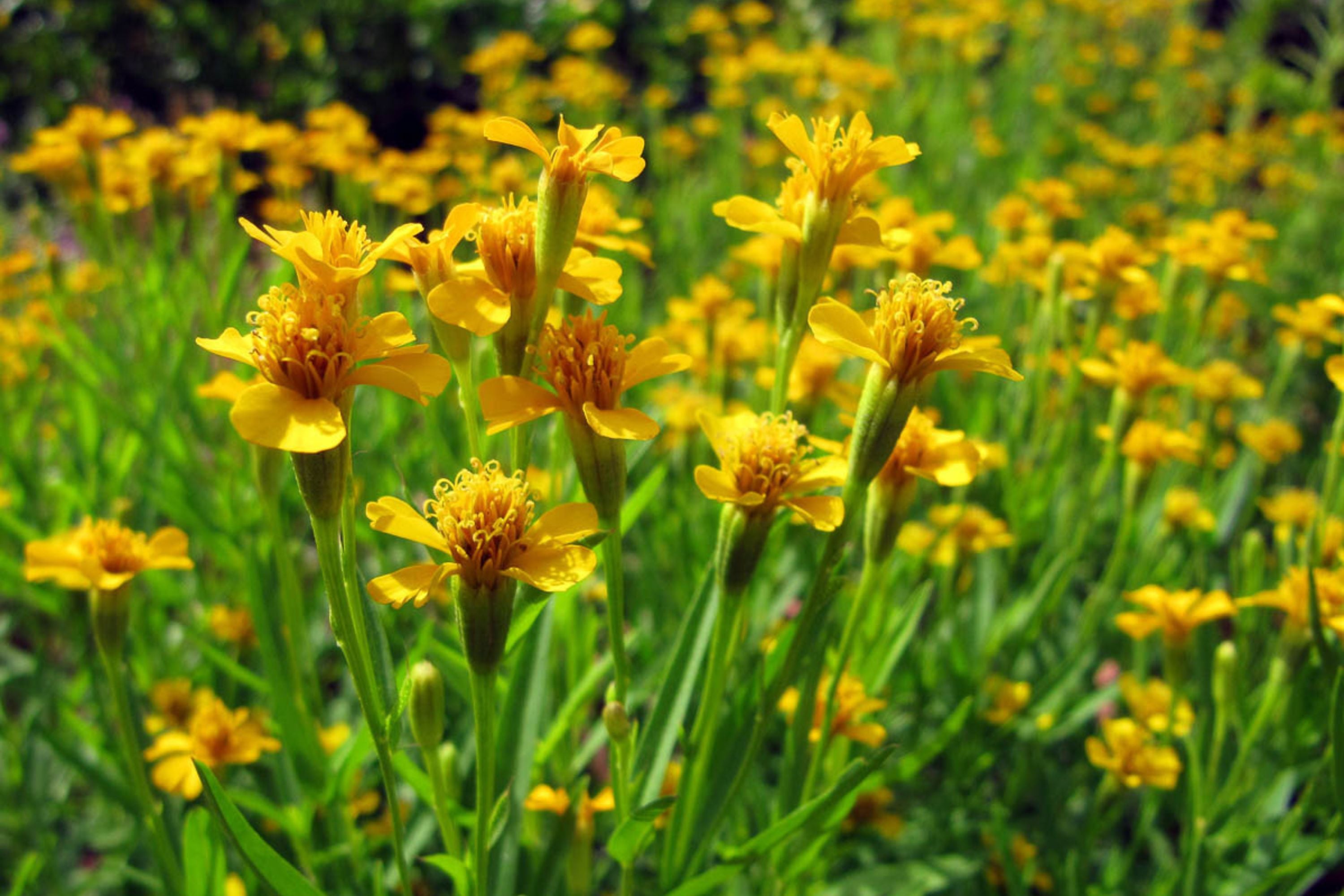Mexican Tarragon Seeds | Licorice-Scented Herb | Culinary & Ornamental | Non-GMO |  | Heat-Tolerant