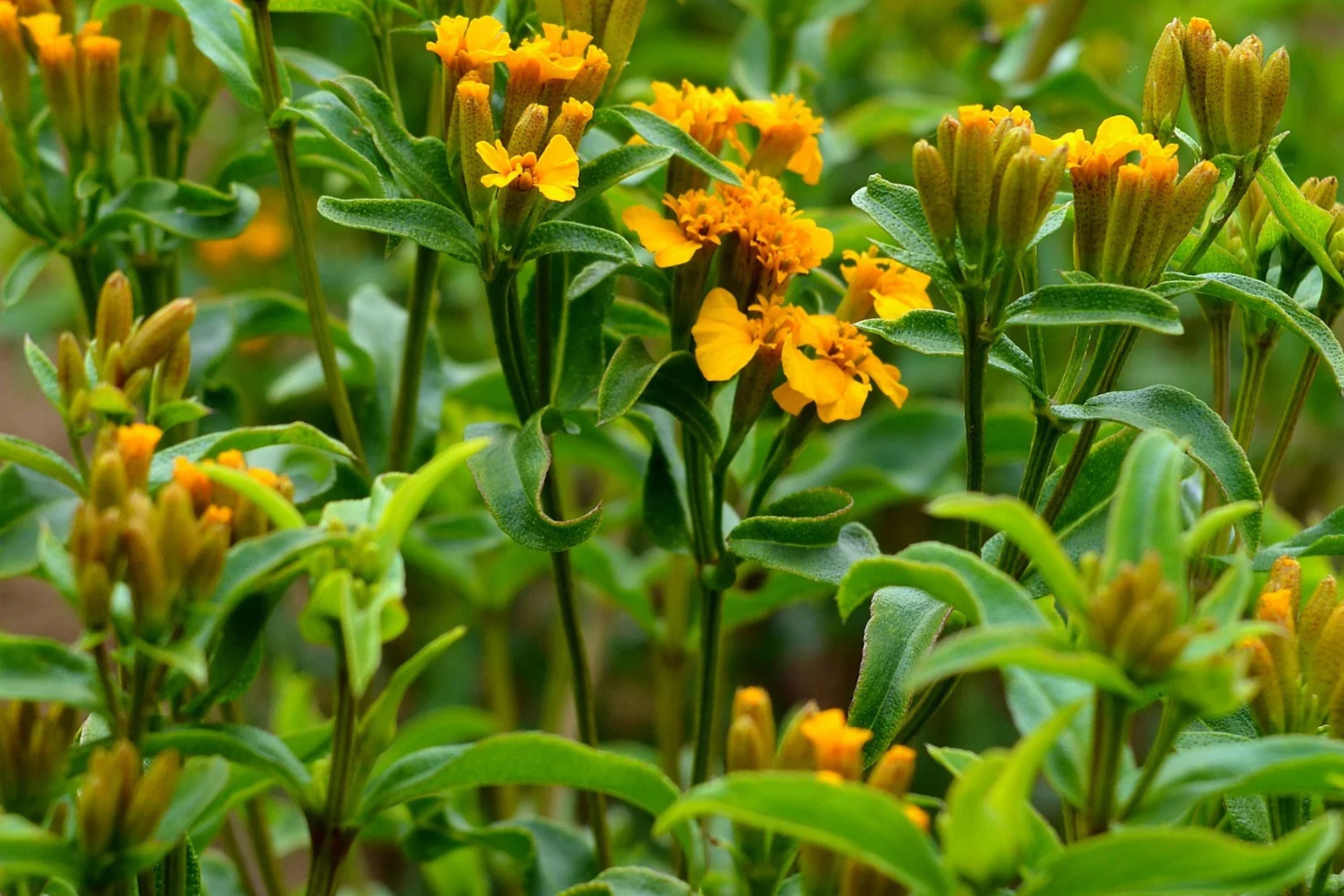Mexican Tarragon Seeds | Licorice-Scented Herb | Culinary & Ornamental | Non-GMO |  | Heat-Tolerant