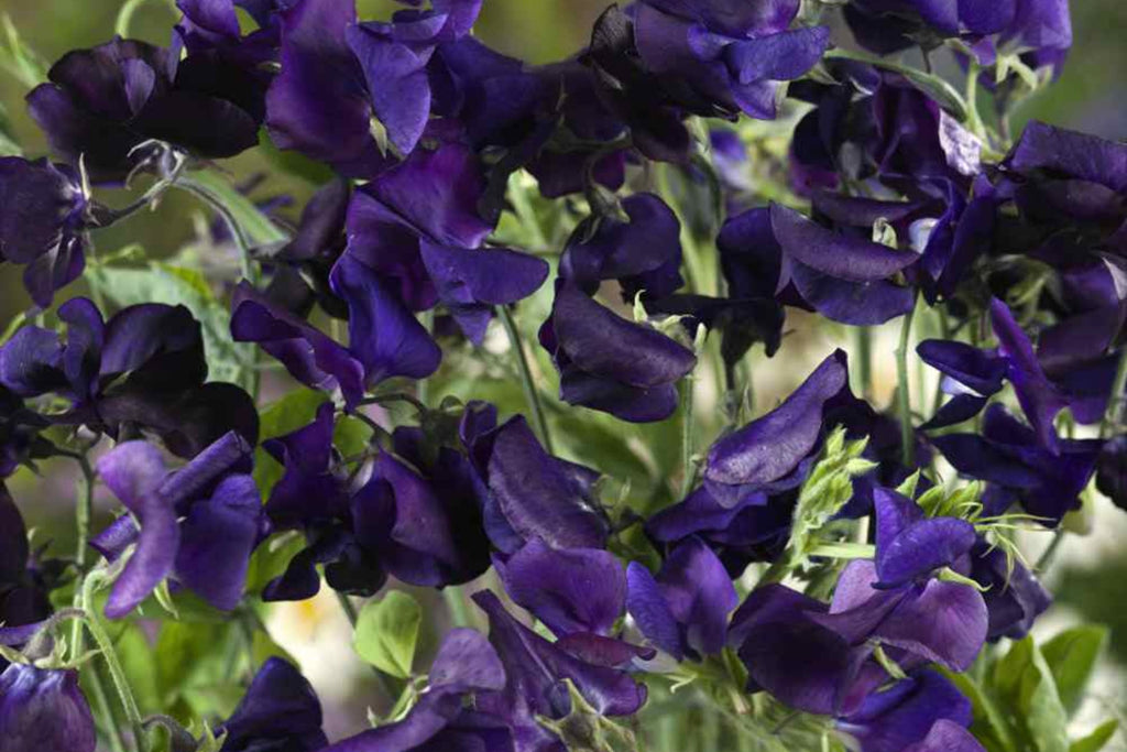 Royal Navy Blue Sweet Pea Seeds | Fragrant Purple/Blue Blooms | Attracts Pollinators | Non-GMO |