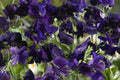 Royal Navy Blue Sweet Pea Seeds | Fragrant Purple/Blue Blooms | Attracts Pollinators | Non-GMO |