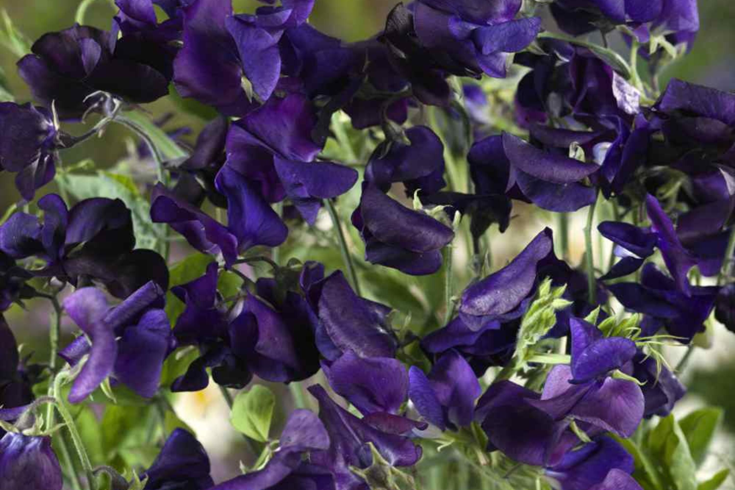 Royal Navy Blue Sweet Pea Seeds | Fragrant Purple/Blue Blooms | Attracts Pollinators | Non-GMO |