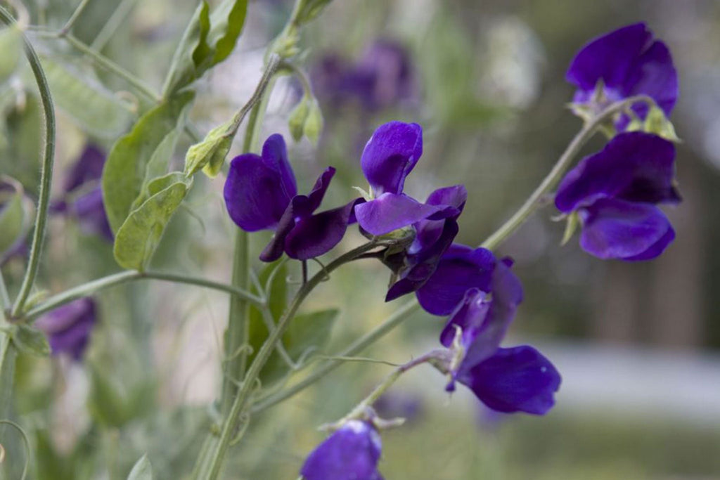 Royal Navy Blue Sweet Pea Seeds | Fragrant Purple/Blue Blooms | Attracts Pollinators | Non-GMO |